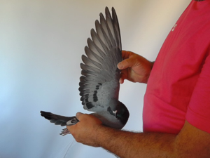 Pigeon image