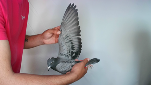 Pigeon image