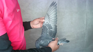 Pigeon image