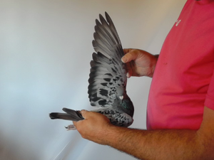Pigeon image