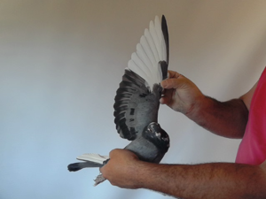 Pigeon image