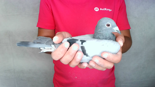 Pigeon image