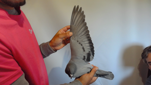 Pigeon image