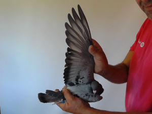 Pigeon image