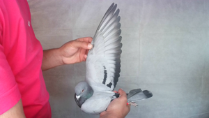 Pigeon image