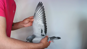 Pigeon image