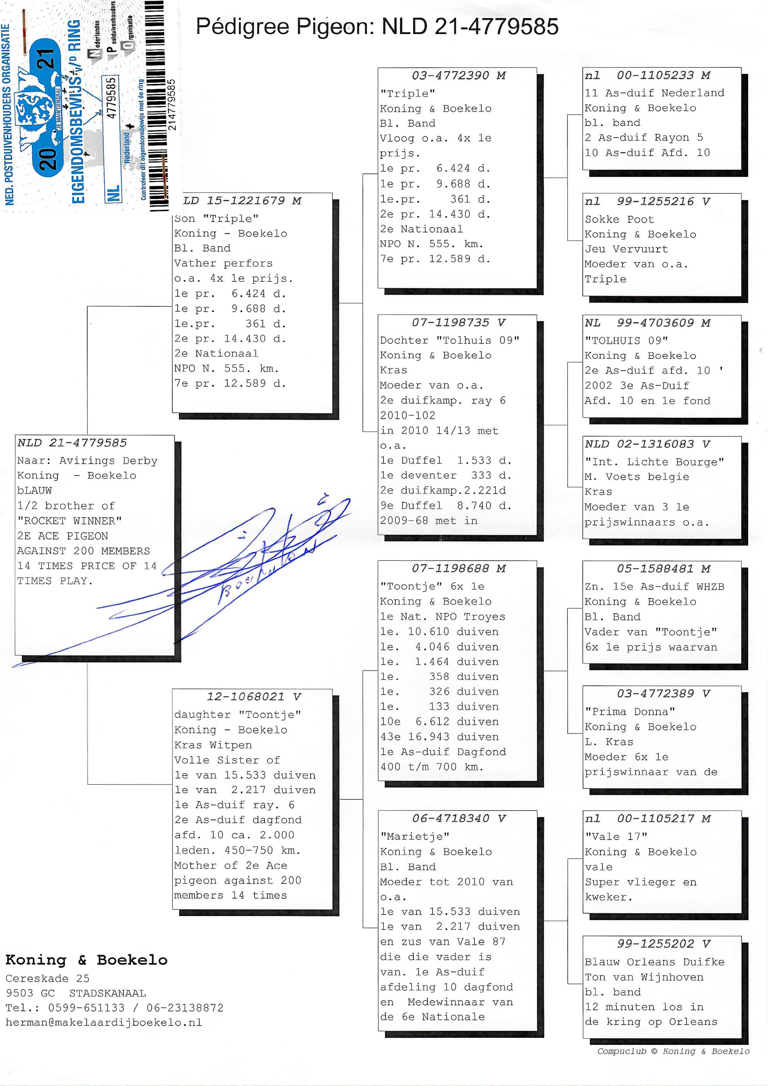 Pigeon pedigree image