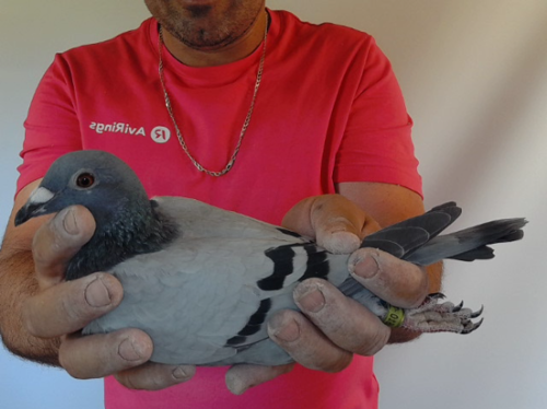 Pigeon image