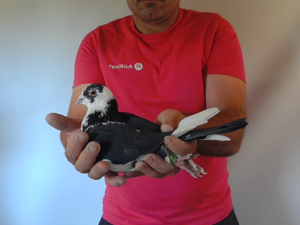 Pigeon image