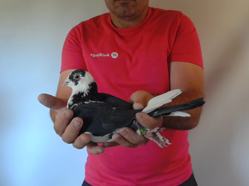 Pigeon image