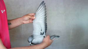 Pigeon image