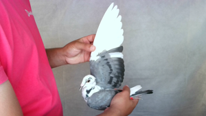 Pigeon image