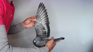 Pigeon image