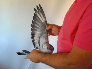 Pigeon image