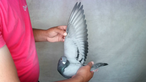 Pigeon image