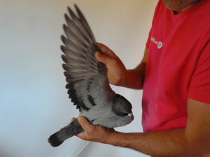Pigeon image