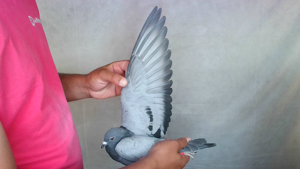 Pigeon image