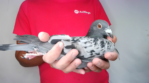 Pigeon image