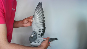 Pigeon image
