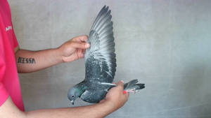 Pigeon image