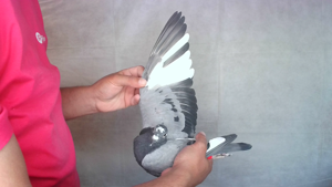 Pigeon image