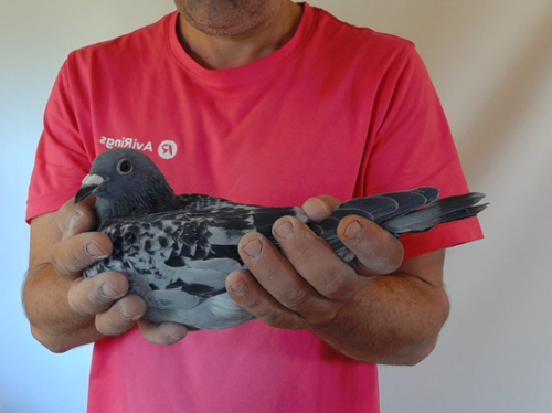 Pigeon image