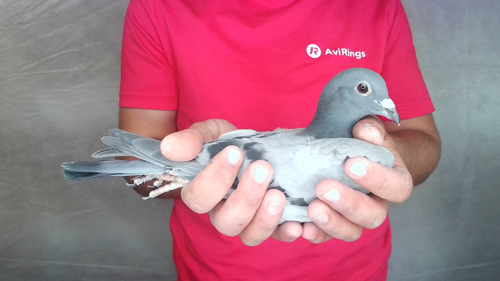 Pigeon image