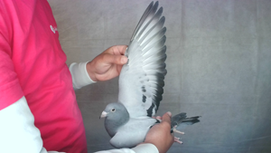 Pigeon image