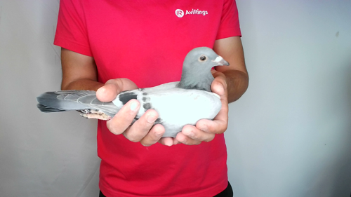 Pigeon image