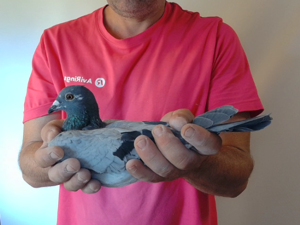 Pigeon image
