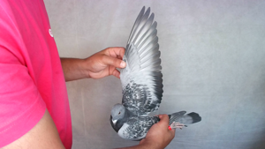 Pigeon image