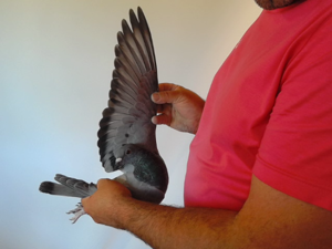 Pigeon image