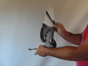 Pigeon image