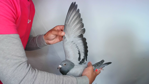 Pigeon image