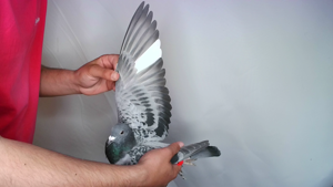 Pigeon image