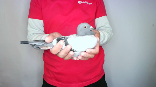 Pigeon image