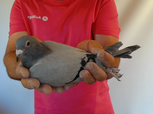 Pigeon image