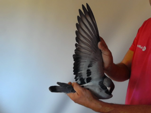 Pigeon image