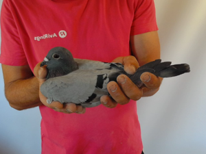 Pigeon image