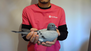 Pigeon image