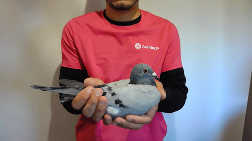 Pigeon image