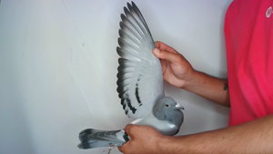 Pigeon image