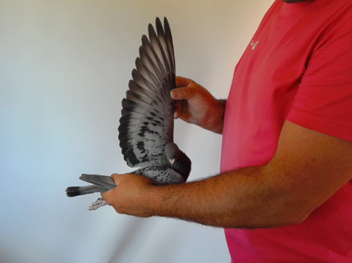 Pigeon image