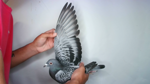 Pigeon image
