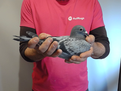 Pigeon image