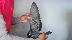 Pigeon image