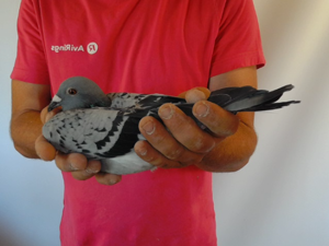 Pigeon image