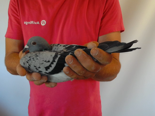 Pigeon image