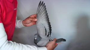 Pigeon image