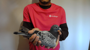 Pigeon image